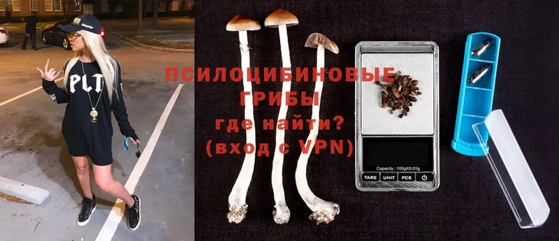 Галлюциногенные грибы MAGIC MUSHROOMS  продажа наркотиков  Дедовск 